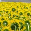 うしろからひまわり