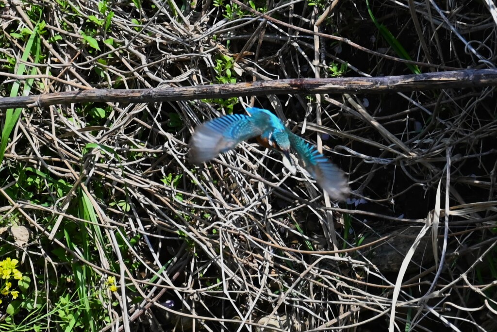 Ｋ川・中流域のカワセミ♂飛び付き（魚を捕った）