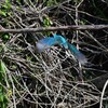 Ｋ川・中流域のカワセミ♂飛び付き（魚を捕った）