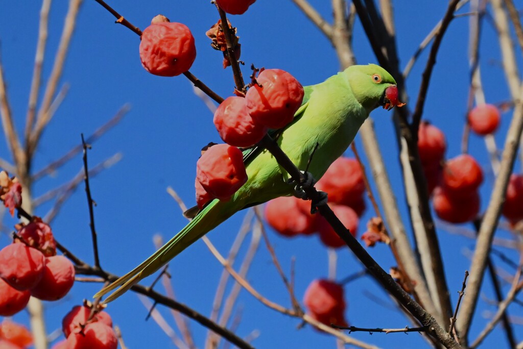 連絡道・柿を食べるワカケホンセイインコ 