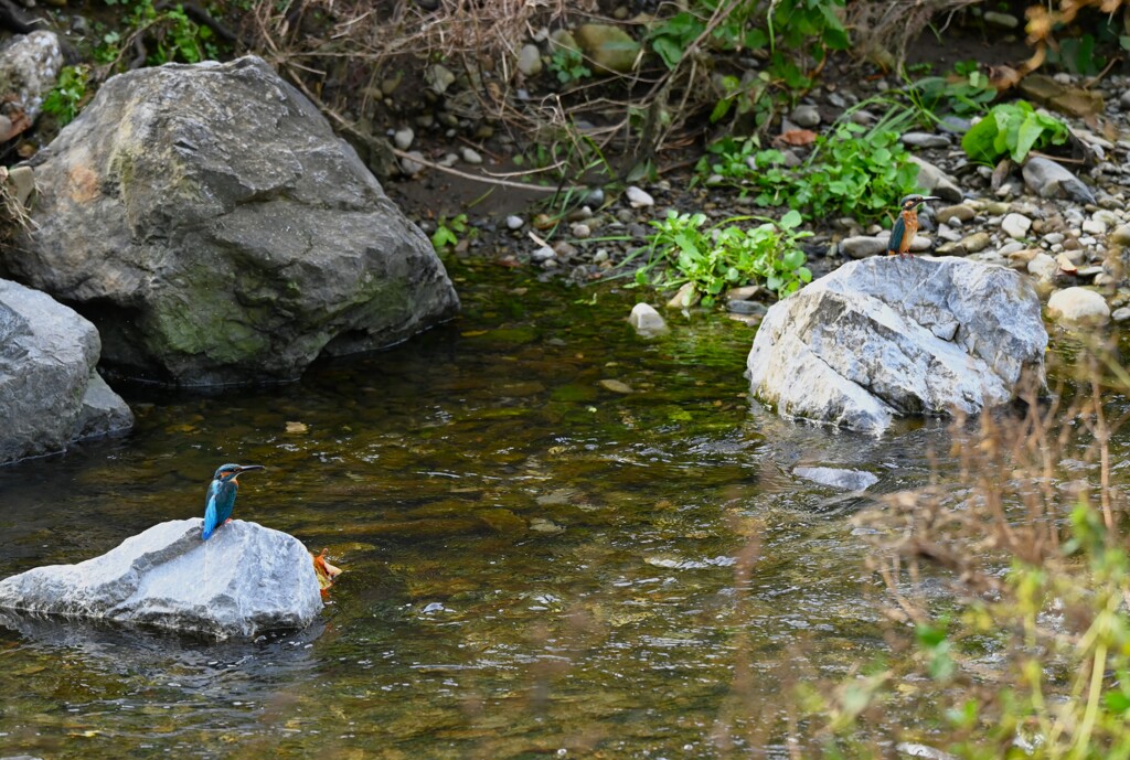K川中流域・左成鳥、右若鳥カワセミ♂同士の戦い