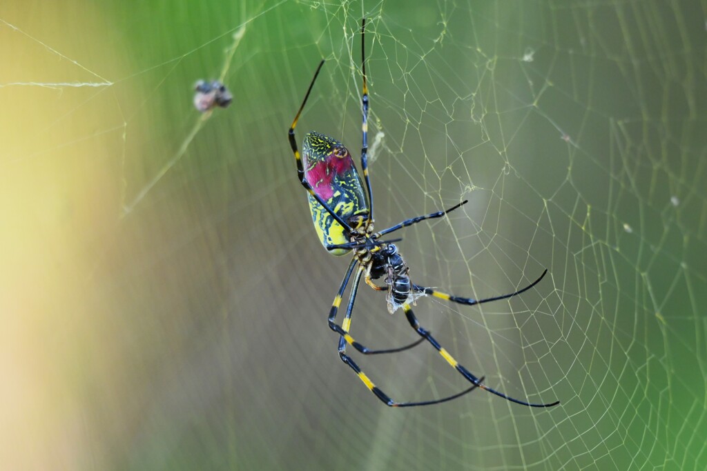 用水路・アオスジハナバチを捕まえたジョロウグモ