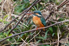3月5日 (Ｋ川・上流のカワセミ♀Ｂ)