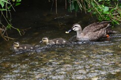 K川・中流域、5羽のひなを連れたカルガモ 