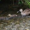 K川・中流域、5羽のひなを連れたカルガモ 