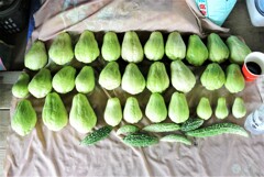 ハヤトウリ30個収獲