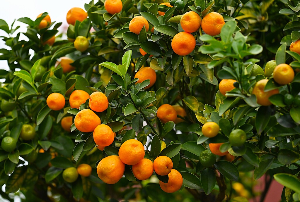 連絡道・実の大きなキンカン