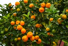 連絡道・実の大きなキンカン