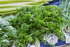 パセリもまだ採れている