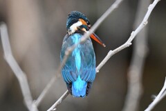 Ｋ川中流域・カワセミ♀若 