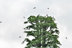 カラスひなに集中砲火のオナガ