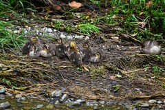 Ｋ川中流域・12羽のカルガモひな（この日は9羽の塊を・・）