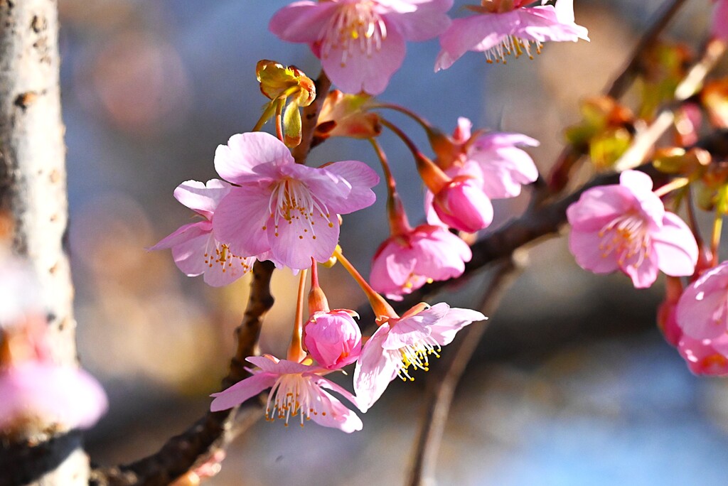 用水路・河津桜