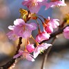 用水路・河津桜