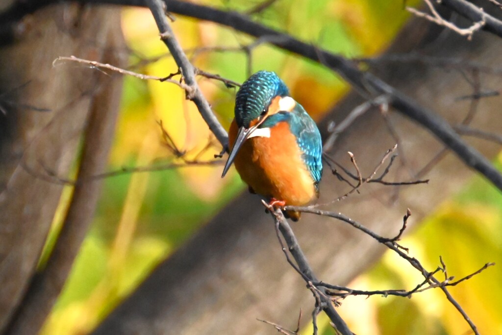 8時12分4羽目（下くちばしが不明）