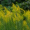 用水路・群生するセイタカアワダチソウ