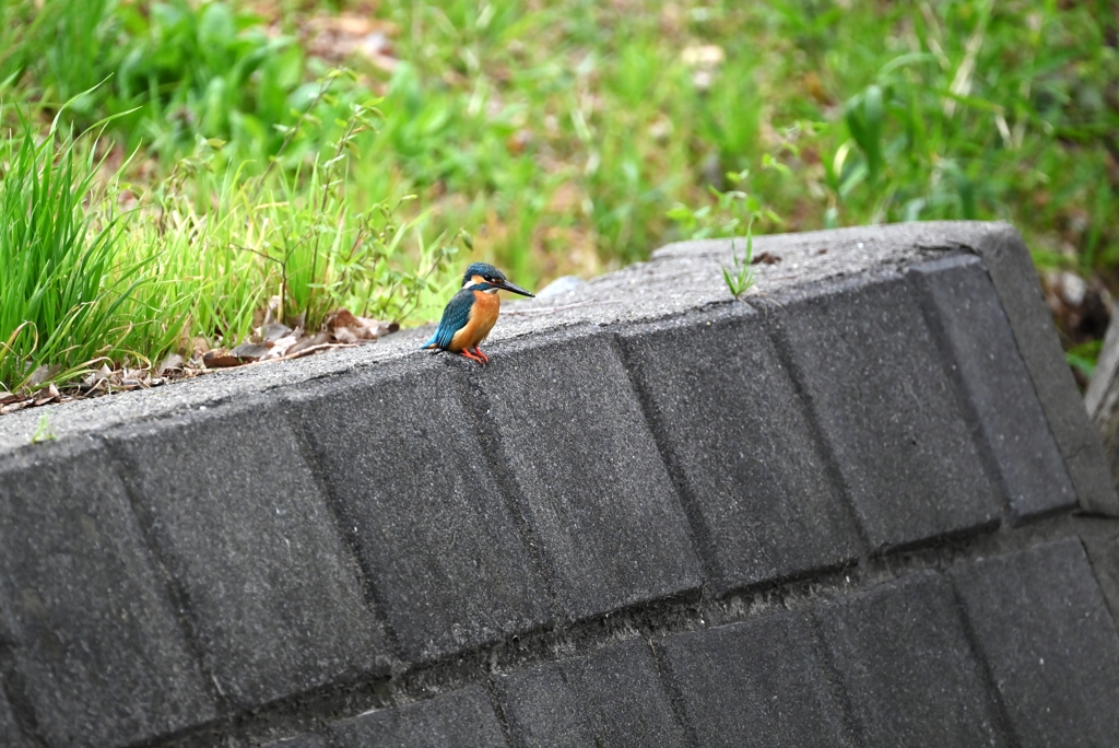 用水路・カワセミ♂