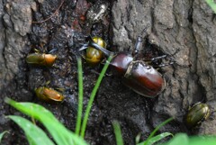用水路・カナブンを追い払うカブトムシ♂