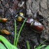 用水路・カナブンを追い払うカブトムシ♂