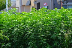 K川・オオブタクサの猛威で川が見えない！！