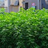 K川・オオブタクサの猛威で川が見えない！！