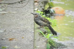 飛び入りで水浴びヒヨ