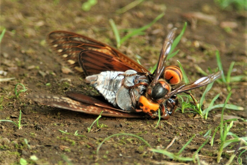 オオスズメバチ、アブラゼミを食べる