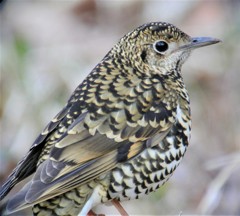 トラツグミ