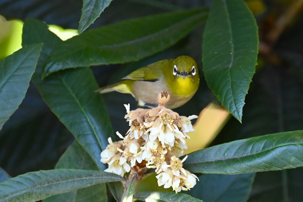 用水路・ビワの蜜を吸うメジロ 