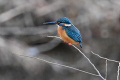 Ｋ川・中流域のカワセミ♂（絶好の止まり木で）