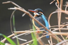 K川中流域・カワセミ♀ 