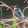 K川中流域・カワセミ♀ 