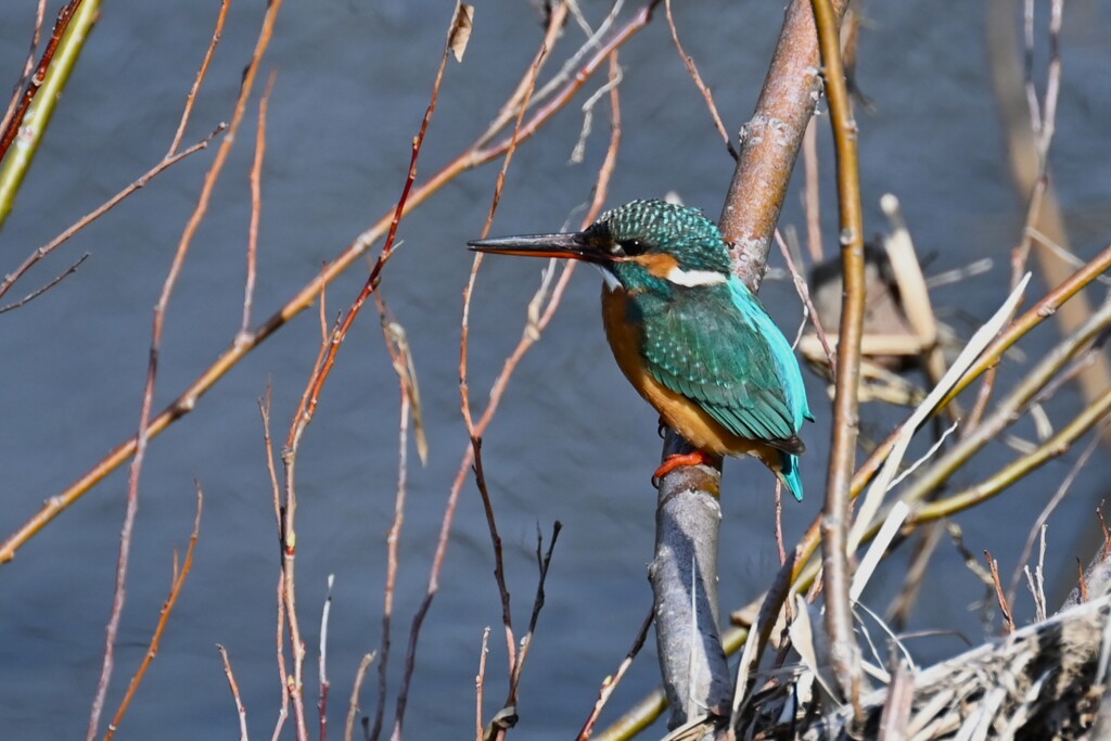 Ｋ川・中流域のカワセミ♀