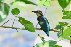 K川・中流域に居たカワセミ♂若