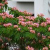 満開のネムノキ