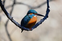 K川中流域・カワセミ♂ブランコで・・