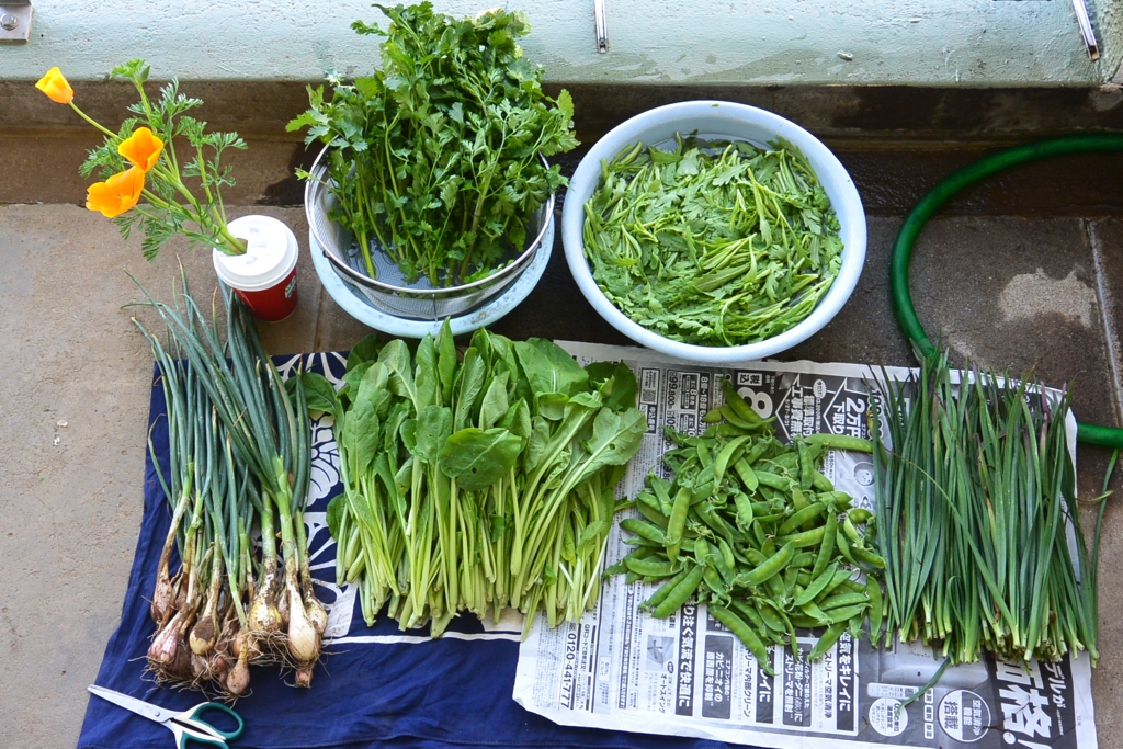 菜園・4月28日の収穫