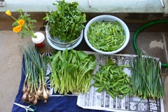 菜園・4月28日の収穫