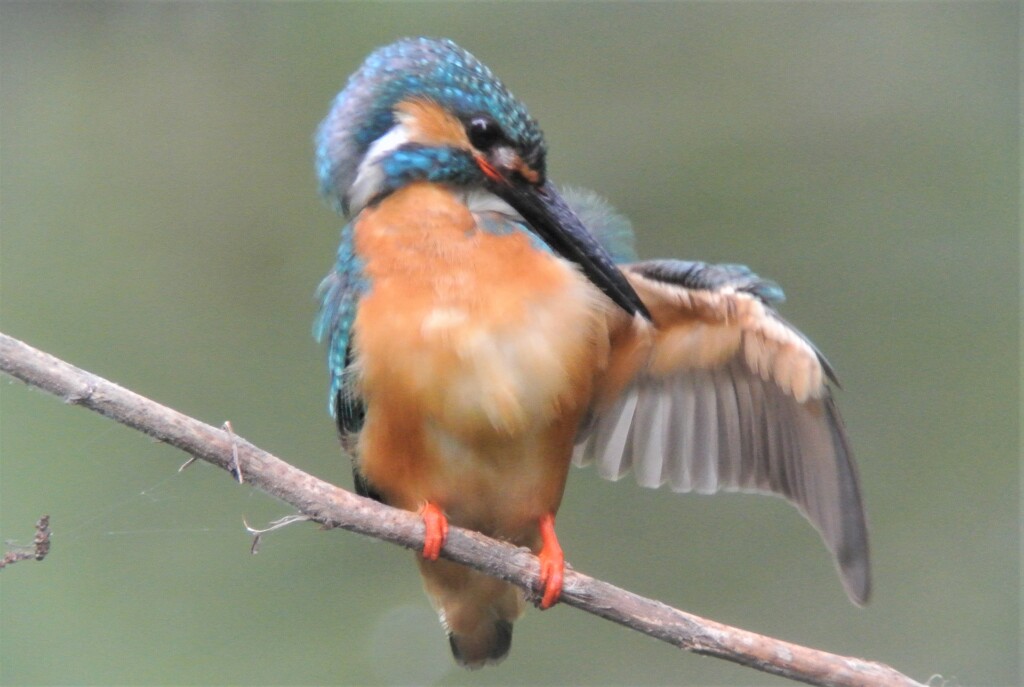 カワセミ♂