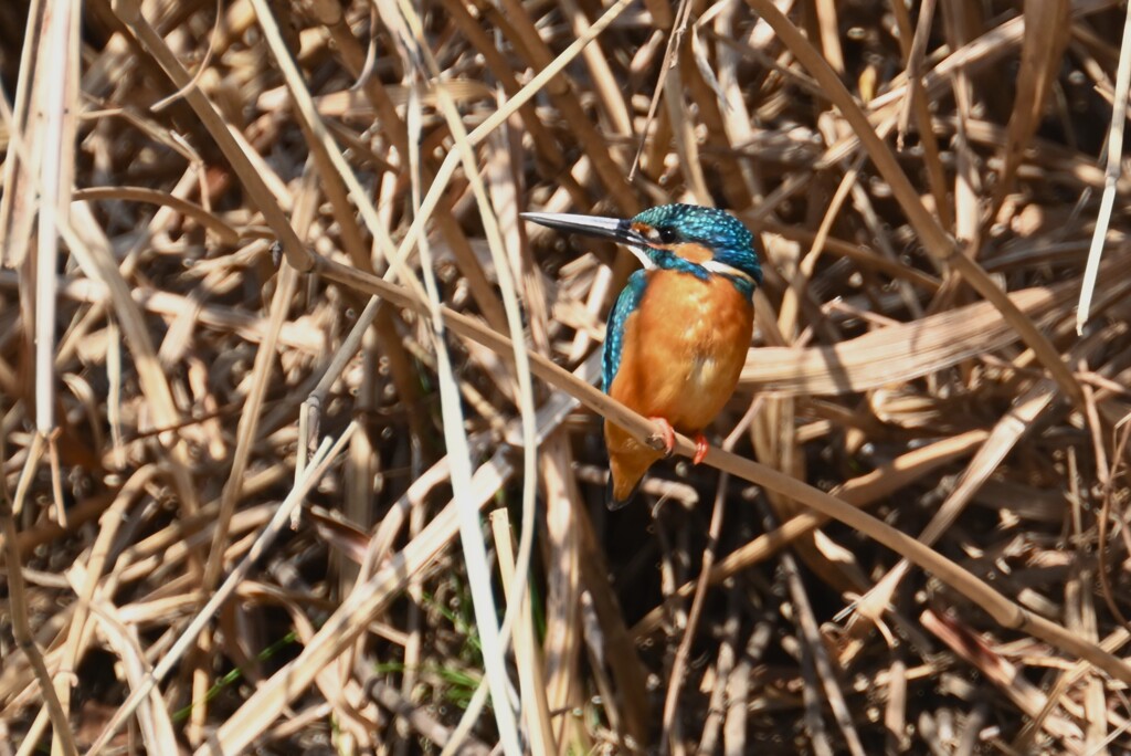 3月9日 (Ｋ川・上流のカワセミ♂いつもの場所で)