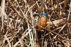 3月9日 (Ｋ川・上流のカワセミ♂いつもの場所で)