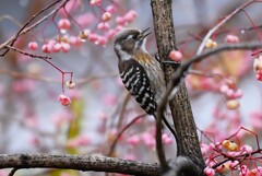用水路・1月7日 (コゲラマユミの実に囲まれて・・)