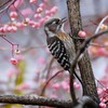 用水路・1月7日 (コゲラマユミの実に囲まれて・・)