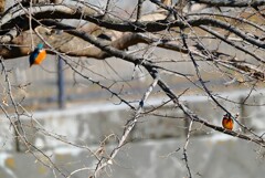 Ｋ川中流域・カワセミカップル