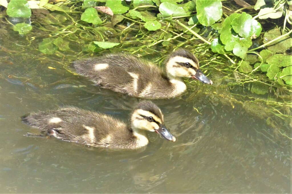 カルガモ若鳥