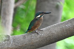 カワセミ♂幼鳥.