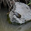 K川・スッポンがこちらにも1匹