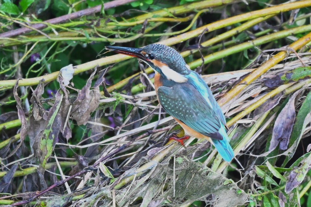 K川下流域・小さなエビを捕ったカワセミ♀若鳥
