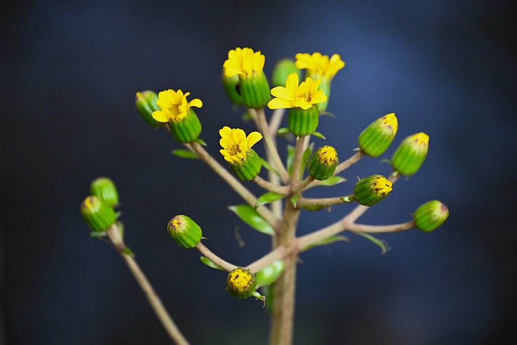 用水路・ツワブキの開花
