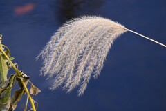 K川・枯れ尾花